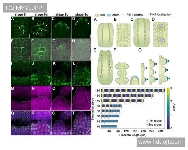 杭州飞盘队力量表现分析揭示团队潜力与发展方向的深度研究 杭州飞盘队力量表现分析揭示团队潜力与发展方向的深度研究